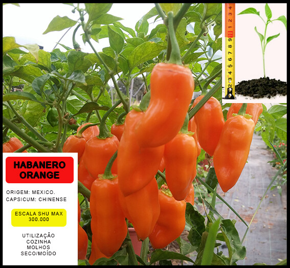Planta Habanero Orange