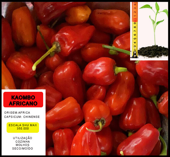 Planta Kaombo Africano