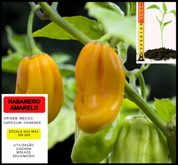 Planta Habanero Amarelo