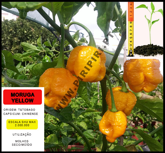 Planta Trinidad Moruga Yellow