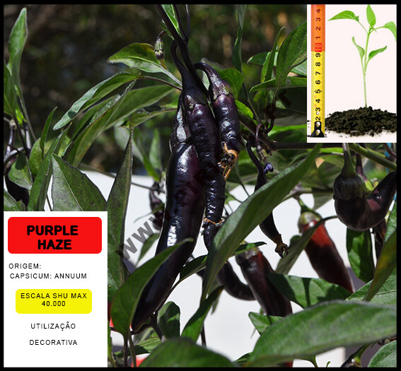 Pack Surpresa Económico - 4 variedades