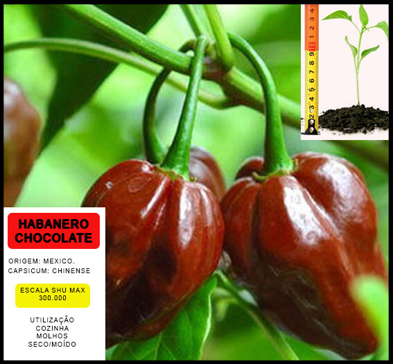 Planta Habanero Chocolate