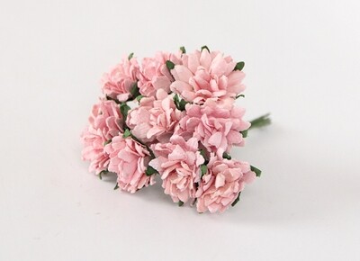 Asters
View All (5)