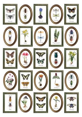 OVERLAY - Botanical Stories in Frames