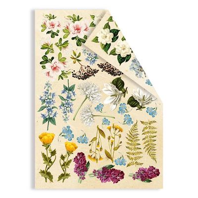 Spring Botanical Story - Botany Summer