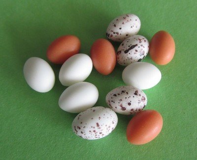BIRDS EGGS