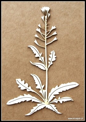 Shepherd&#39;s Purse Chipboard