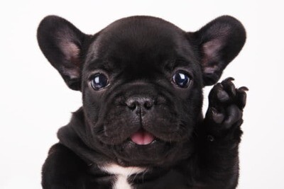 Puppy (0-12 maanden)