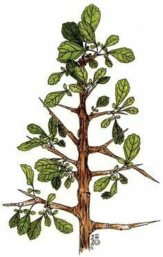 Myrrh - Commiphora myrrha