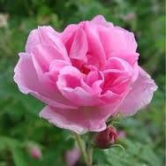Rose Garden Oil blend