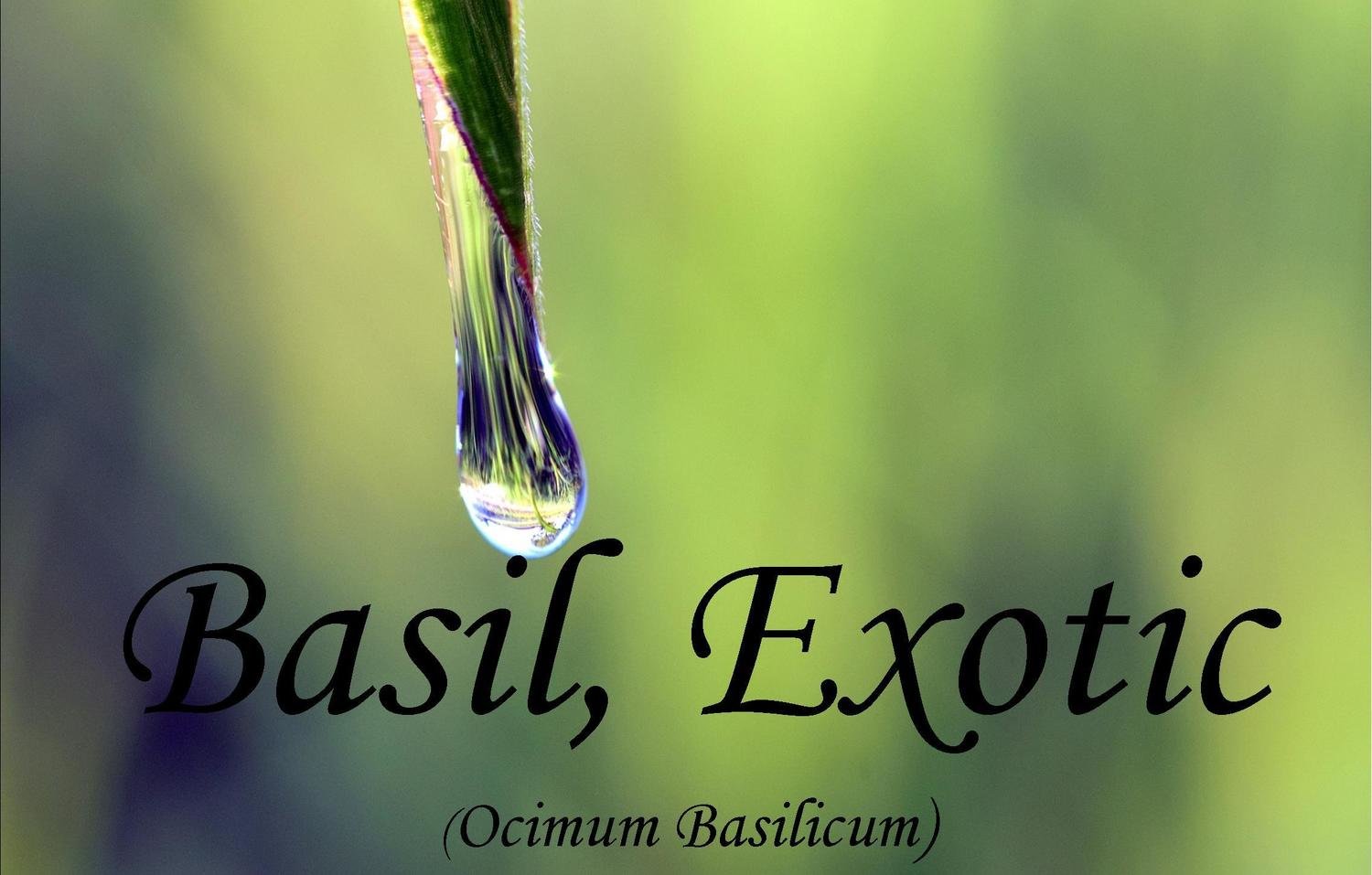 Basil, Exotic Ocimum basilicum