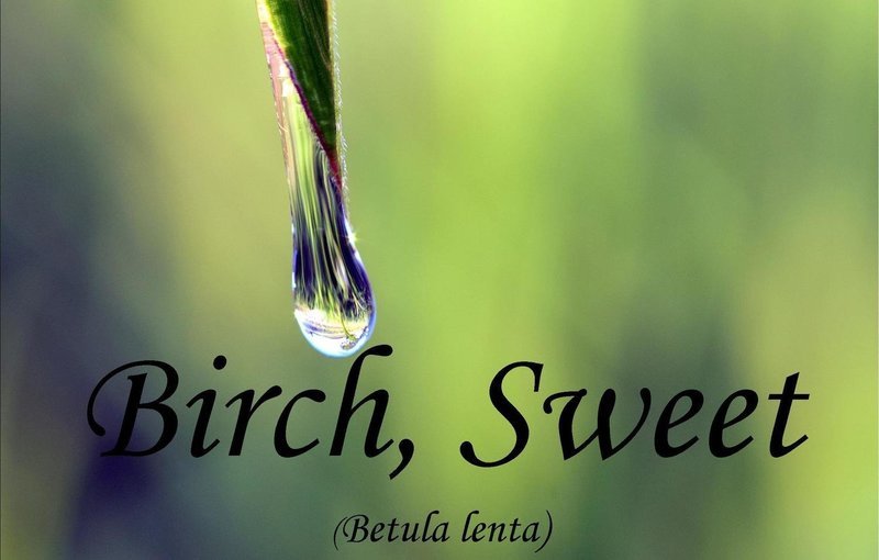 Birch, Sweet   Betula lenta  *BUY 1 GET 1 FREE*