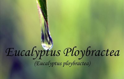 Eucalyptus Polybractea Essential Oil