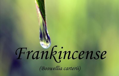 Frankincense  Botswella carterii