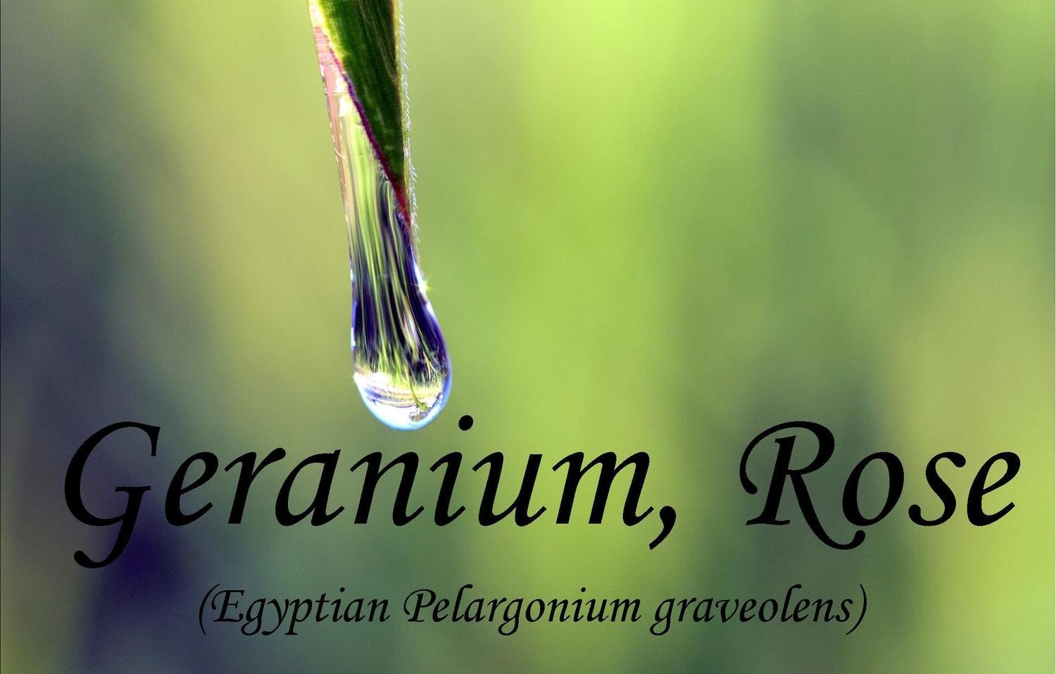 Geranium Rose, Egyptian   Pelargonium graveolens