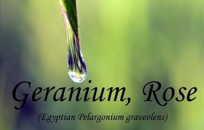 Geranium Rose, Egyptian   Pelargonium graveolens