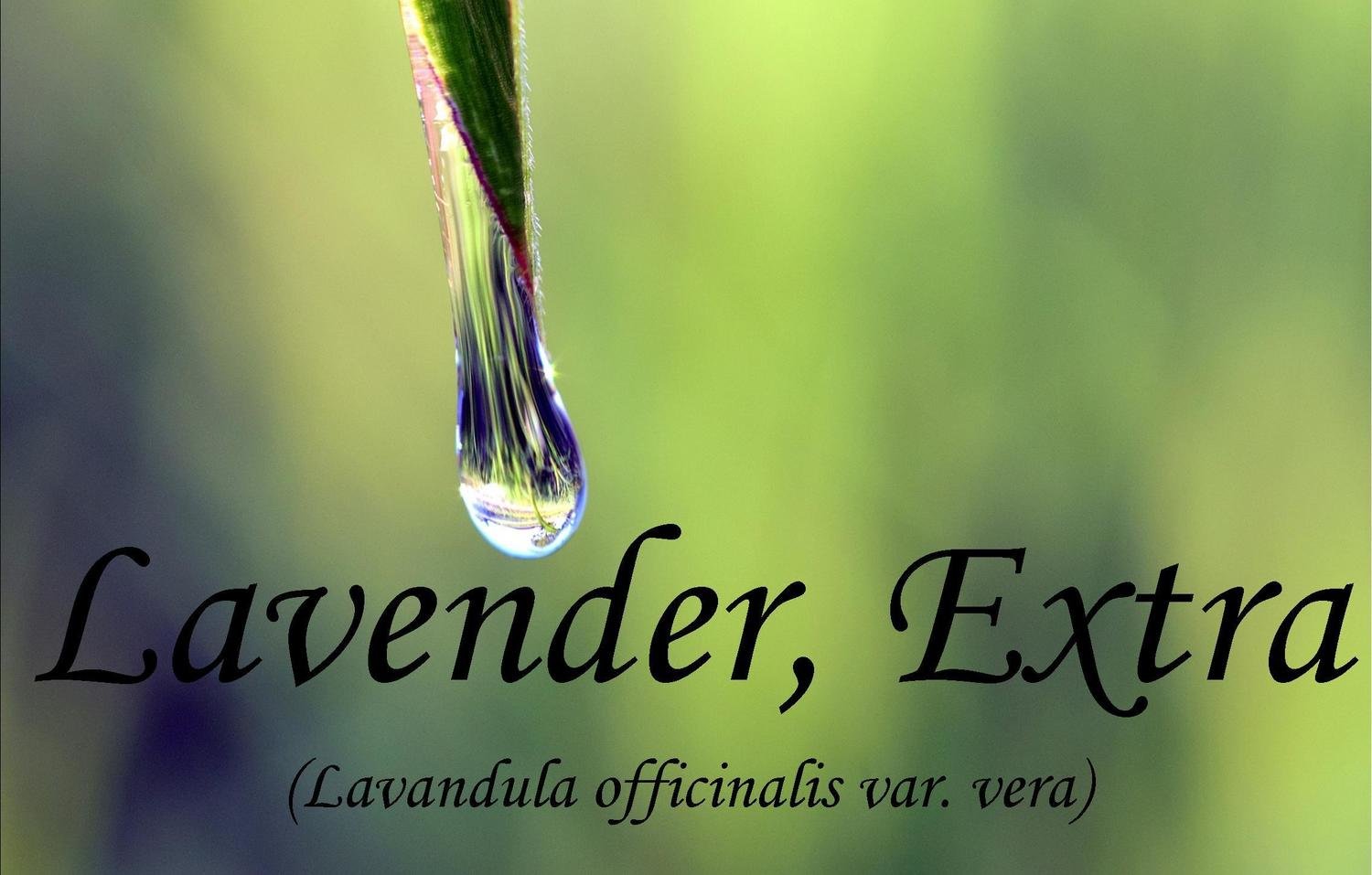 Lavendar Extra Essential Oil Lavendula officinalis var. vera