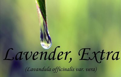 Lavendar Extra Essential Oil Lavendula officinalis var. vera