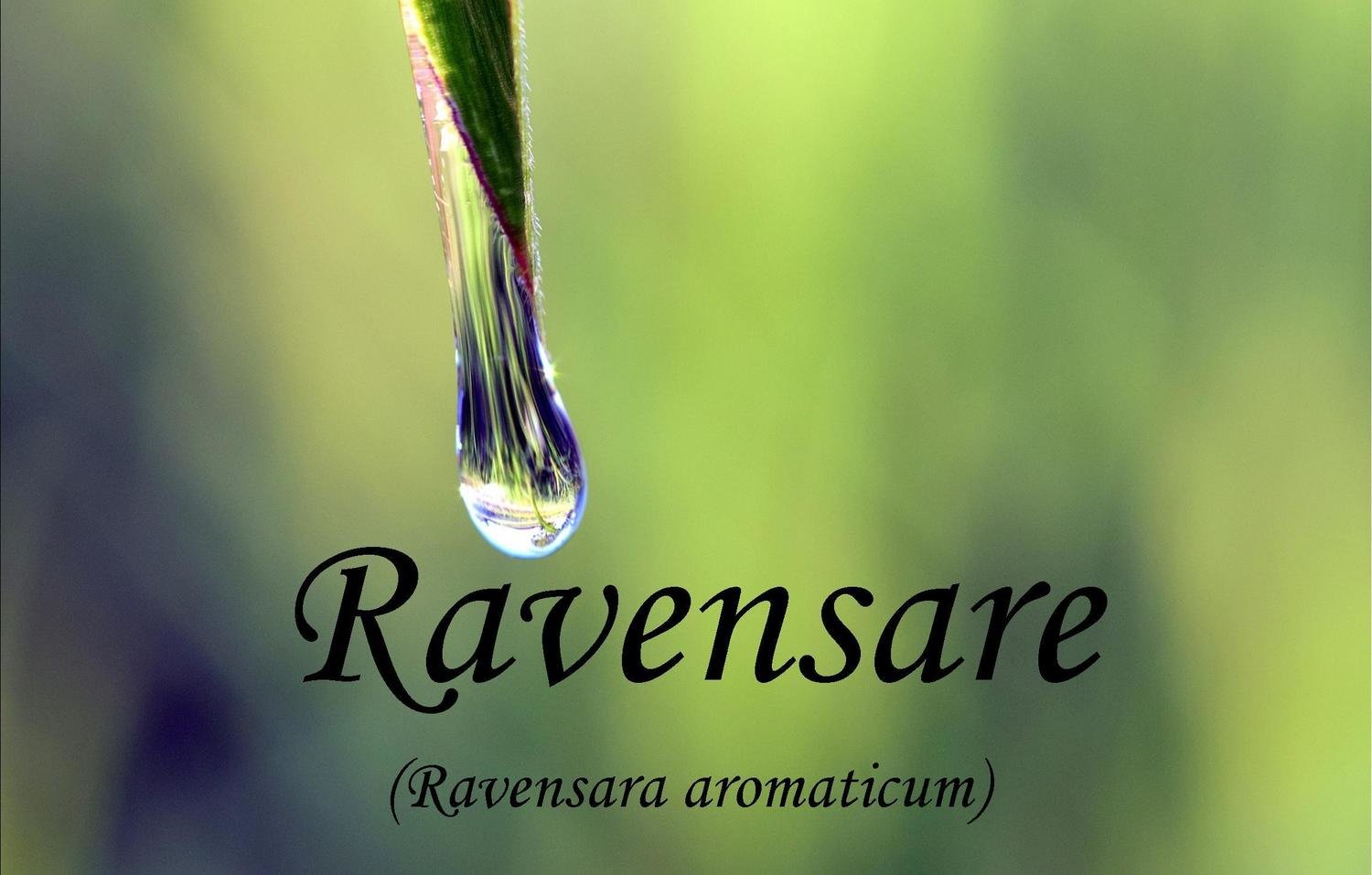 Ravensare   Ravensara aromaticum