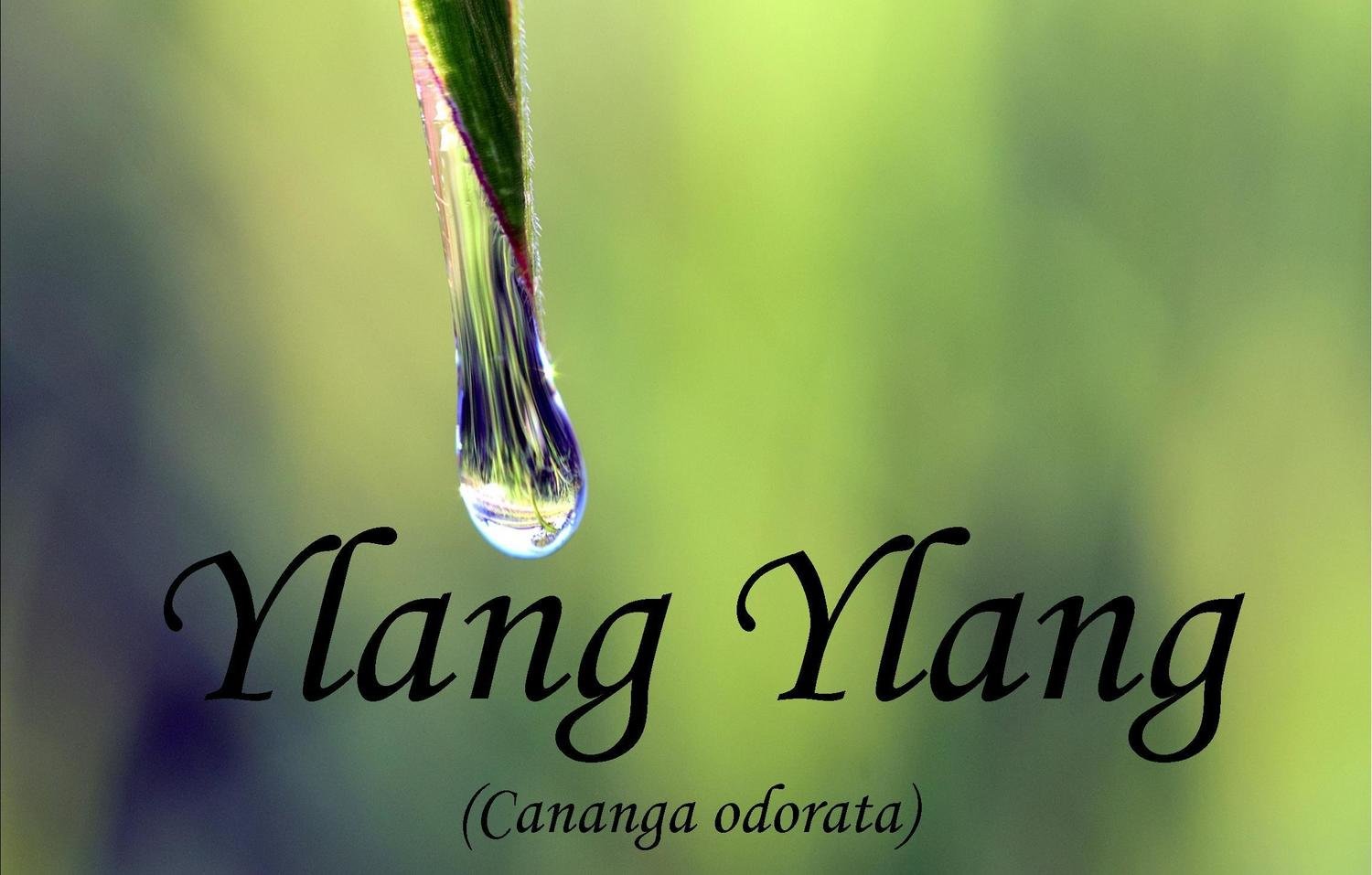 Ylang Ylang Essential Oil - Cananga ordorata