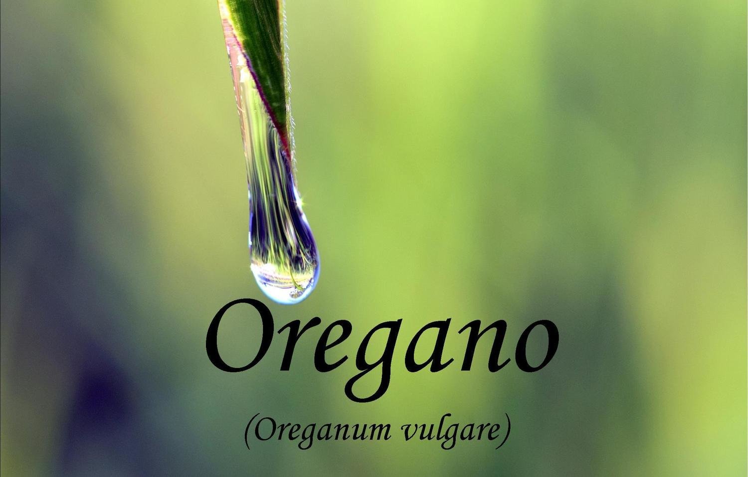Oregano Essential Oil -  Oreganum vulgare  *BUY 1 GET 1 FREE*