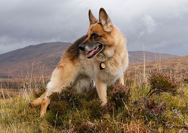 General Sponsorship - kennel dogs in need - sent via email files. General Sponsorship - kennel dogs in need - sent via email files.