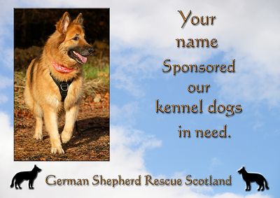 Bonnie (B) sponsorship - kennel dogs in need - sent via email files 061