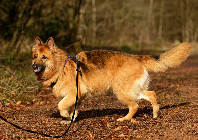 Bonnie (B) sponsorship - kennel dogs in need - sent via email files Bonnie (B) sponsorship - kennel dogs in need - sent via email files