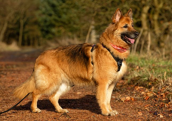 Bonnie (B) sponsorship - kennel dogs in need - sent via email files Bonnie (B) sponsorship - kennel dogs in need - sent via email files
