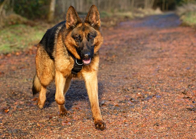 Koda (B) sponsorship - sent via email files Koda (B) sponsorship - sent via email files