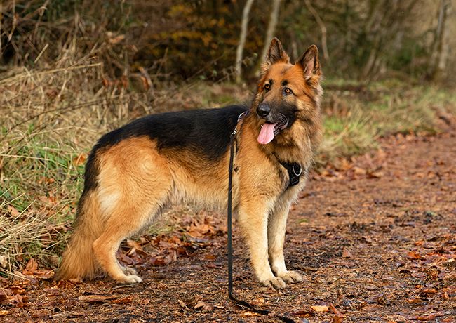 Timber sponsorship - kennel dogs in need - sent via email files Timber sponsorship - kennel dogs in need - sent via email files