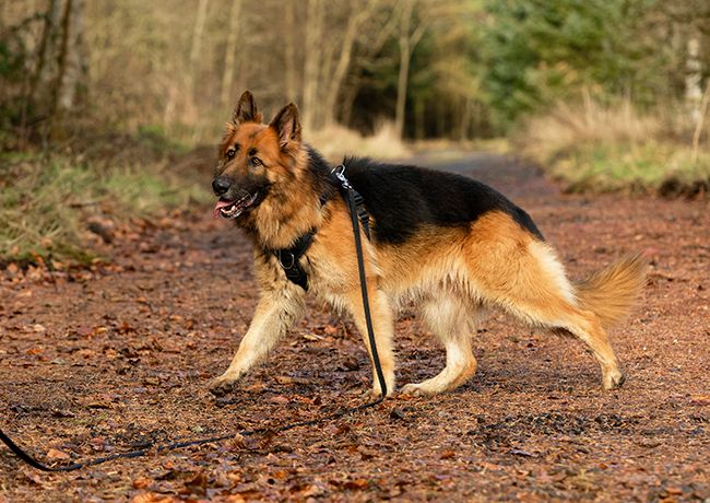 Timber sponsorship - kennel dogs in need - sent via email files Timber sponsorship - kennel dogs in need - sent via email files