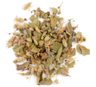 Mexican Oregano