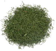 Dill Weed