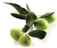 Chetoui High Phenol EVOO *Nov 2024