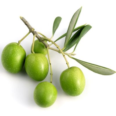 Arbequina UPEVOO *May 2026