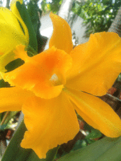 golden orange orchid Original Photo placemat