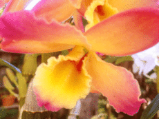 pinks and yellows orchid Original Photo placemat