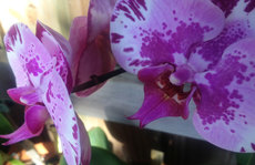 purples and whites orchid Original Photo placemat