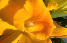 golden oranges orchid Original Photo placemat