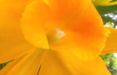 golden oranges orchid Original Photo placemat