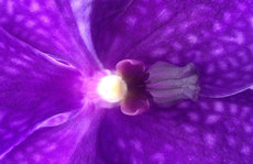 deep purple vanda orchid Original Photo placemat