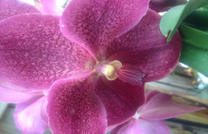purples vanda orchid Original Photo placemat