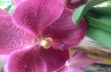 purples vanda orchid Original Photo placemat