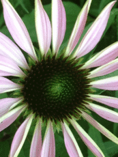 purples and greens daisy flower Original Photo placemat
