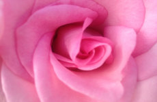 pink rose flower Original Photo placemat