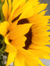 golden yellow sunflower Original Photo placemat