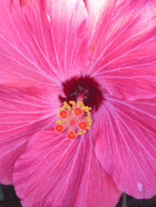 deep pink hibiscus flower Original Photo placemat