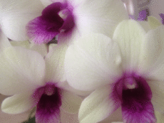 white and purple orchids Original Photo placemat