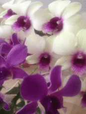 whites and purples orchids Original Photo placemats